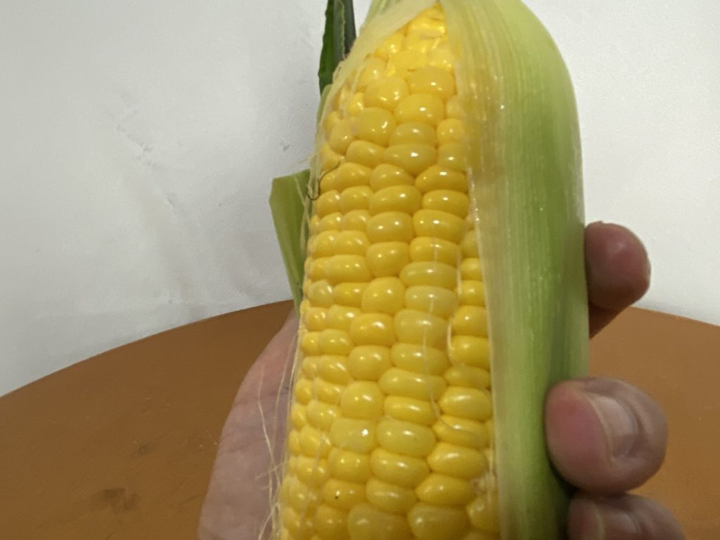 とうもろこし　見た目